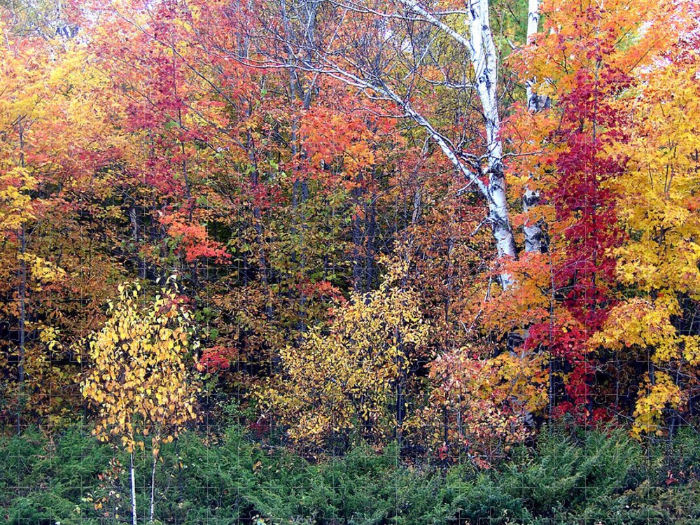Fall Jigsaw Puzzle featuring the photograph Fall Colors Near Ellison Bay by David T Wilkinson