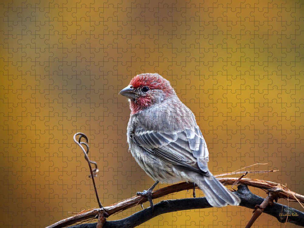 Bird Jigsaw Puzzle featuring the photograph Fall Finch by Christina Rollo