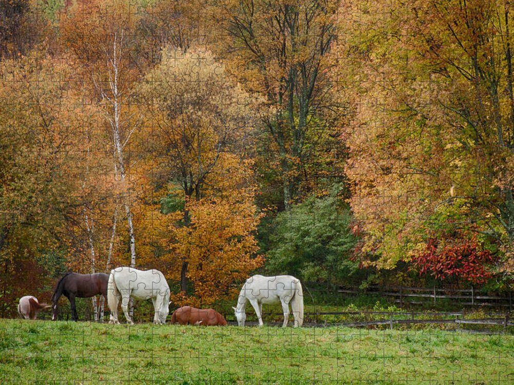 Autumn Foliage New England Jigsaw Puzzle featuring the photograph Fall foliage pasture by Jeff Folger