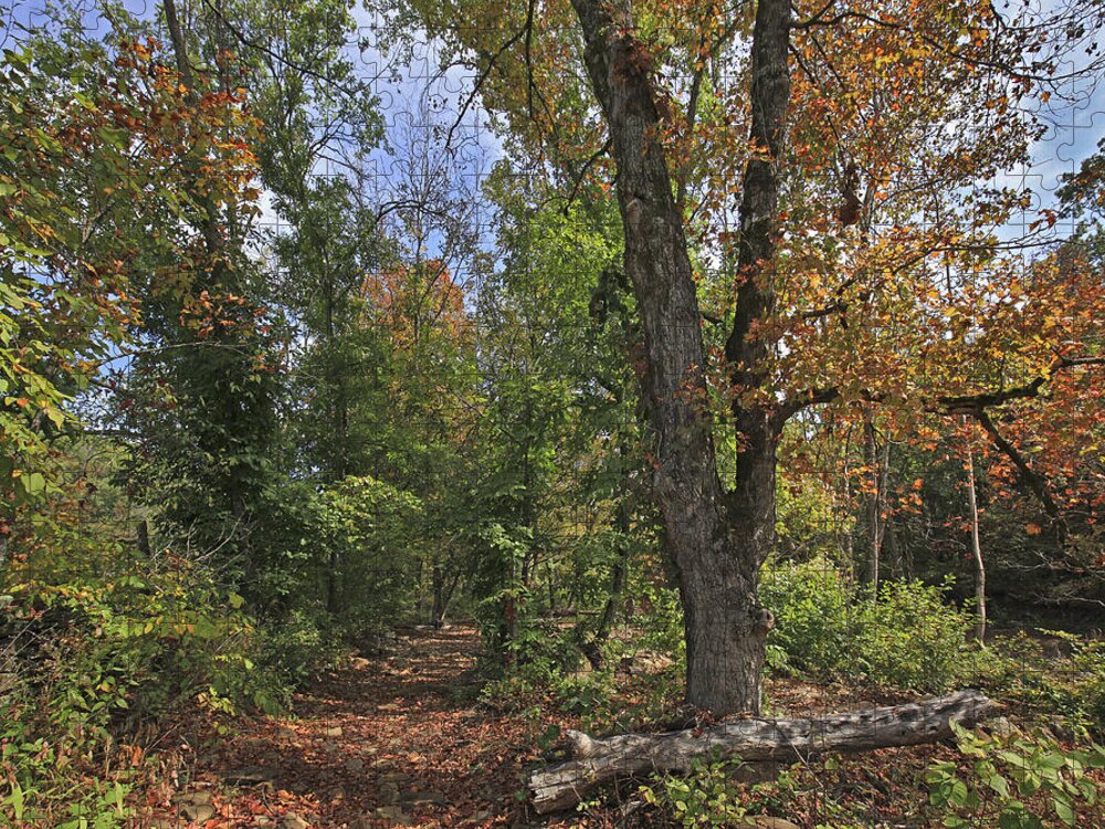 Tim Fitzharris Jigsaw Puzzle featuring the photograph Fall Forest Trail Ozark-saint Francis by Tim Fitzharris