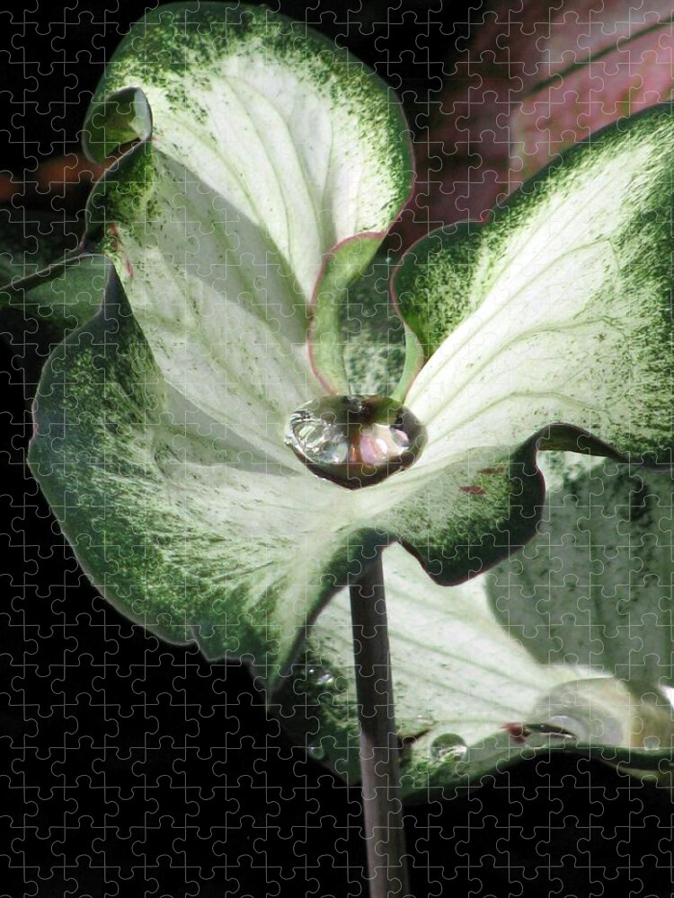 Caladium Jigsaw Puzzle featuring the photograph Fancy Leaf Caladium - Diamond In The Rough 04 by Pamela Critchlow