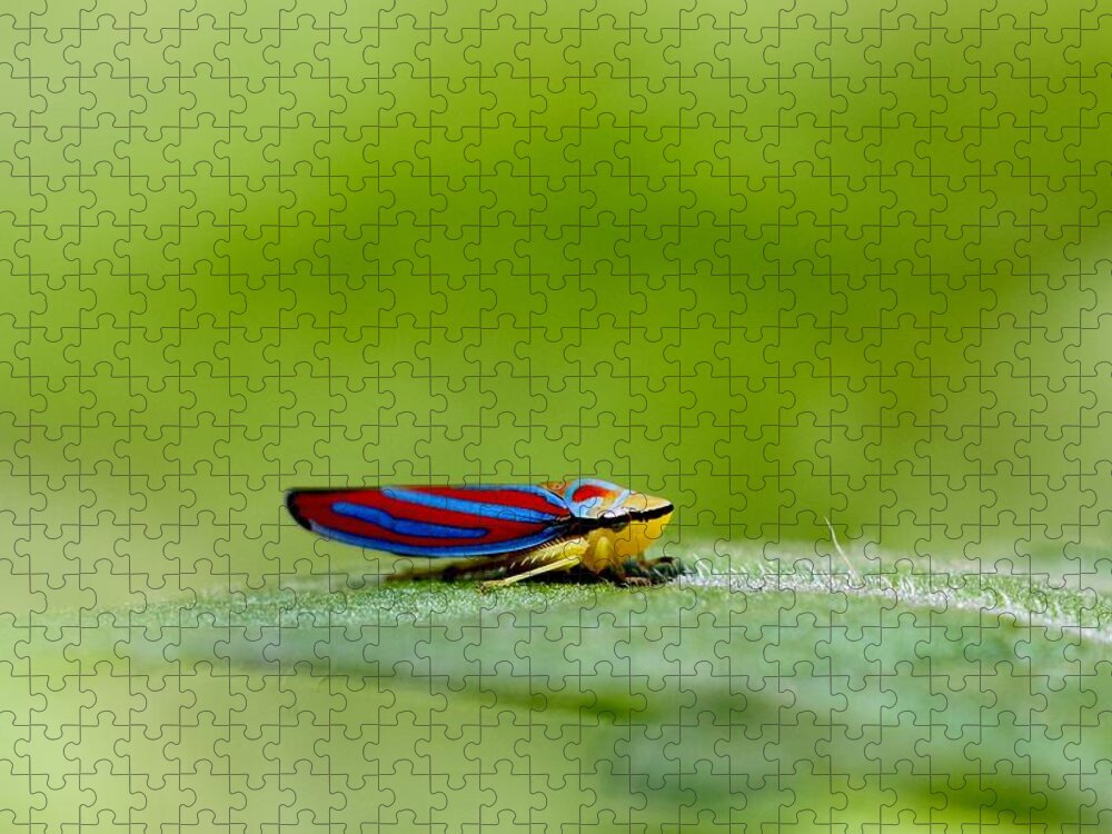 Leafhopper Jigsaw Puzzle featuring the photograph Fashion Bug - Leafhopper by Andrea Lazar