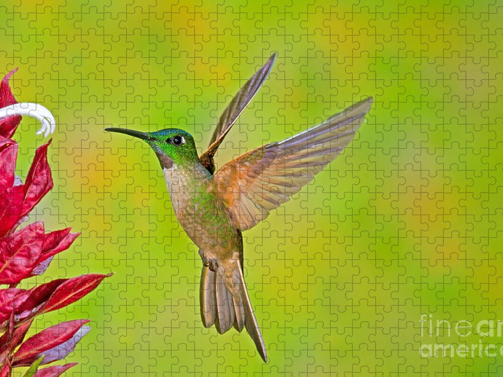 Fauna Jigsaw Puzzle featuring the photograph Fawn-breasted Brilliant Hummingbird by Anthony Mercieca