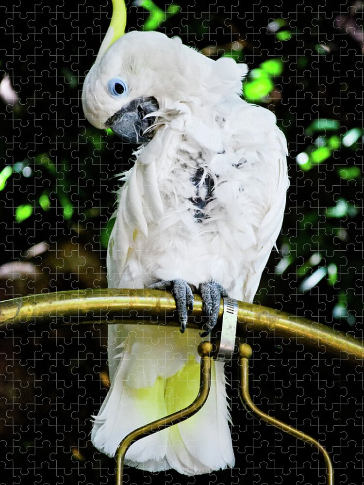 Blue Eyed Cockatoo Jigsaw Puzzle featuring the photograph Feathered Friend by Christi Kraft