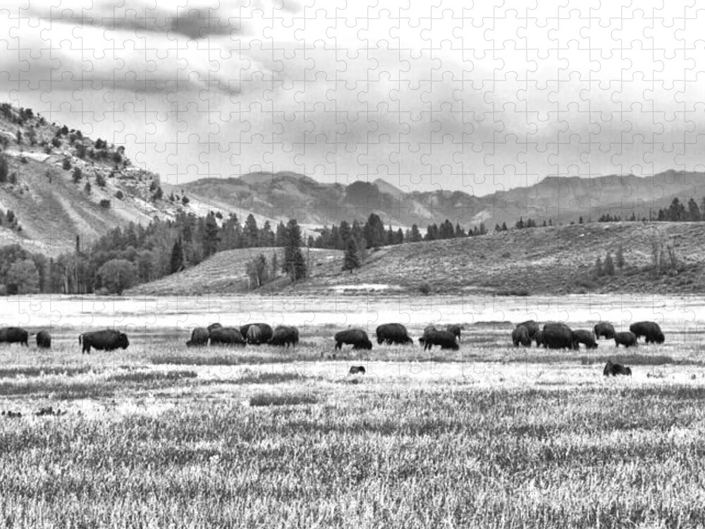 Vacation Jigsaw Puzzle featuring the photograph Feeding Bison and Scenic View by Betty Pauwels 