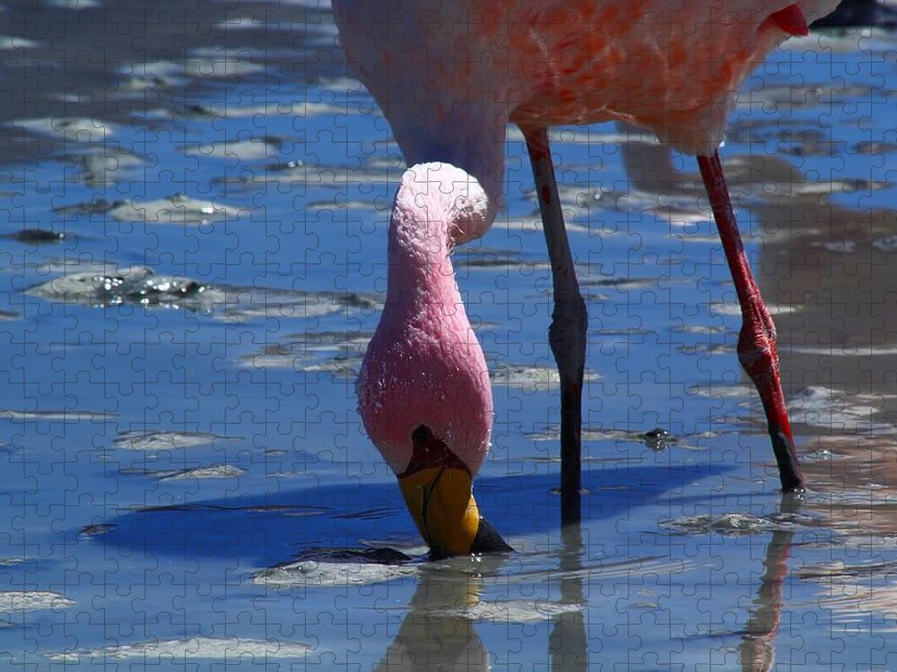 Bolivia Jigsaw Puzzle featuring the photograph Feeding Flamingo by FireFlux Studios