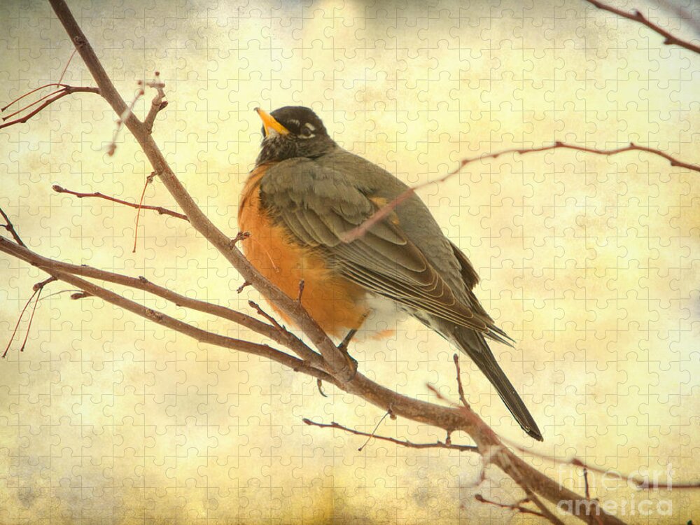 American Robin Jigsaw Puzzle featuring the photograph Female American Robin by James BO Insogna