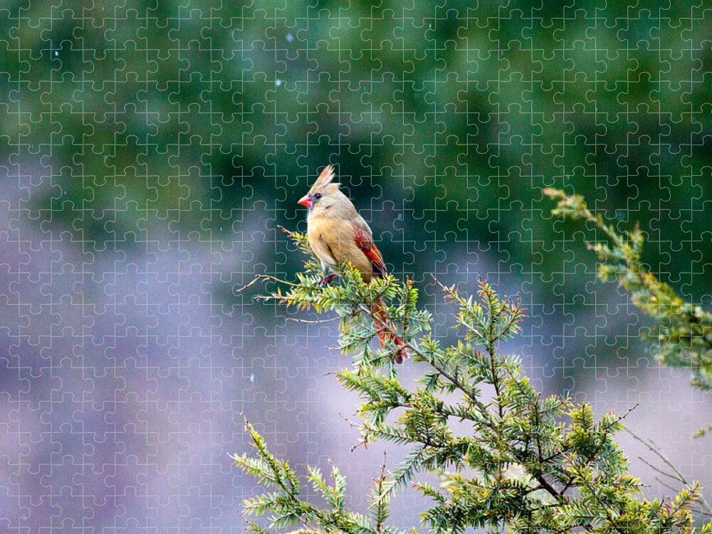 Bird Jigsaw Puzzle featuring the photograph Female Cardinal in Snow by Eleanor Abramson