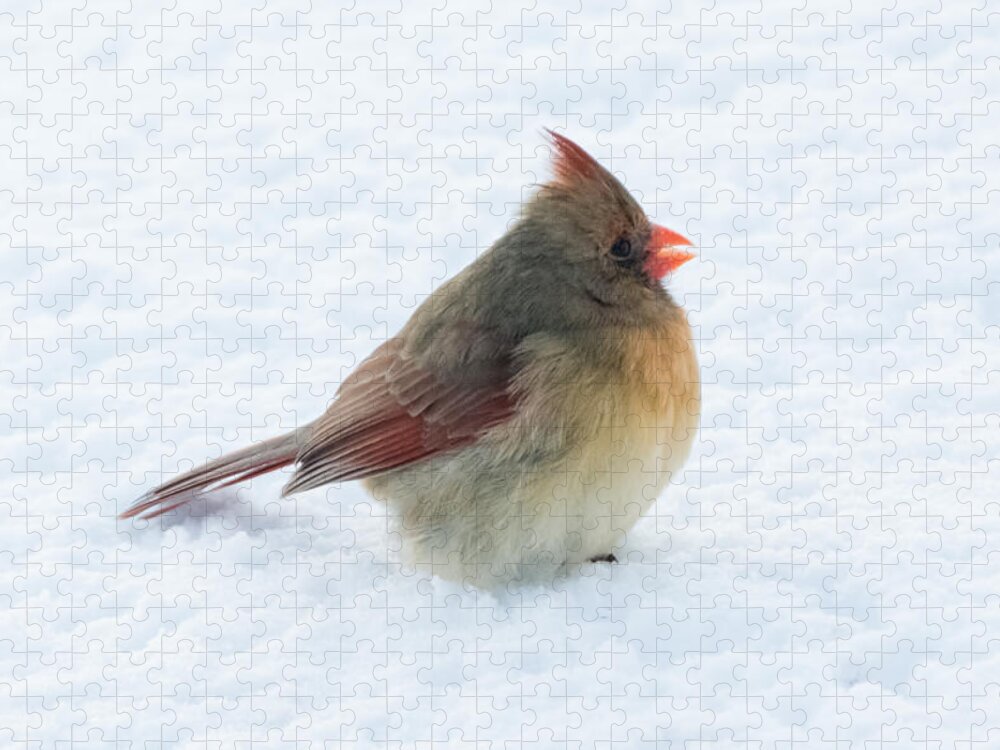 Cardinal Jigsaw Puzzle featuring the photograph Female Cardinal by Holden The Moment