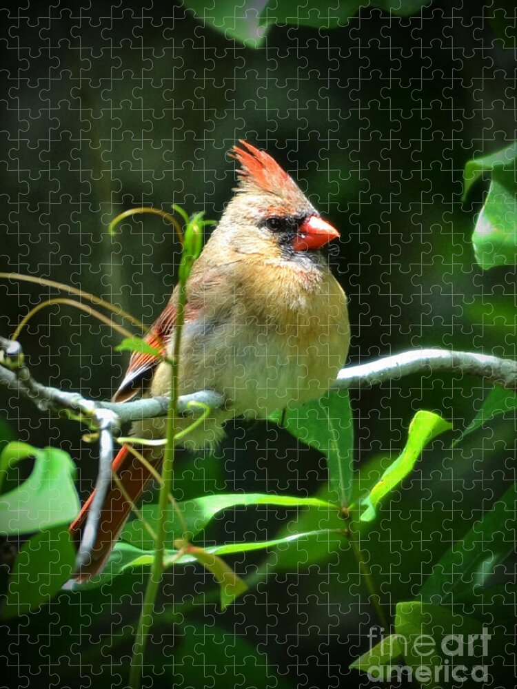 Cardinal Jigsaw Puzzle featuring the photograph Female Cardinal Sitting Pretty by Kathy Baccari
