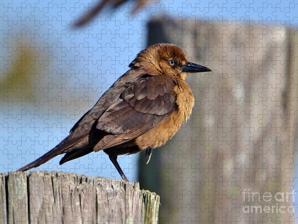 Birds Jigsaw Puzzle featuring the photograph Female Grackle Sunbathing by Kathy Baccari