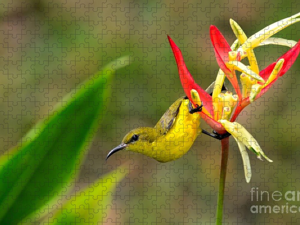 Yellow Jigsaw Puzzle featuring the photograph Female Olive Backed Sunbird clings to Heliconia plant flower Singapore by Imran Ahmed