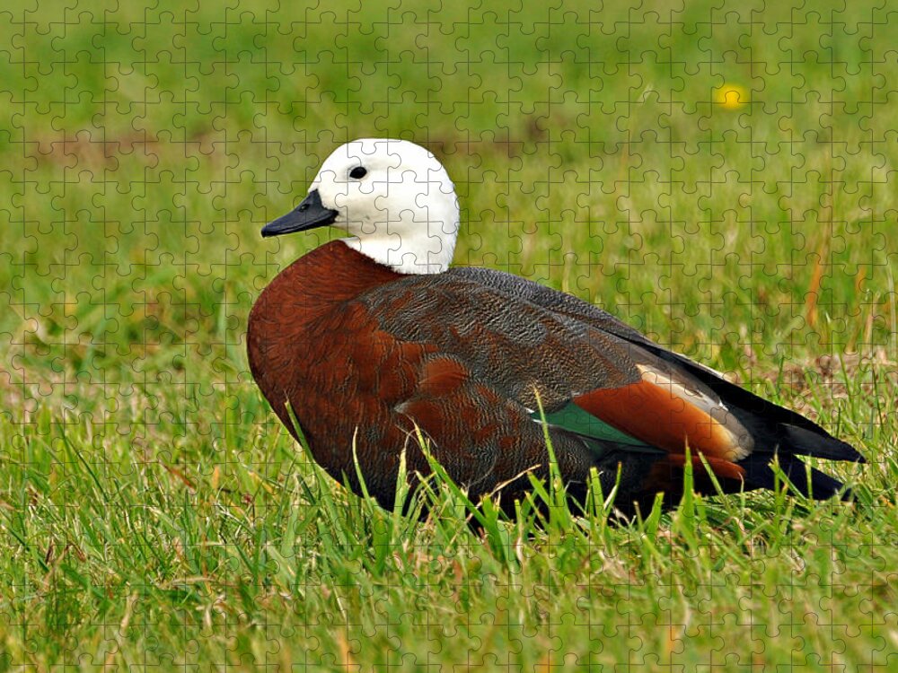 Grass Jigsaw Puzzle featuring the photograph Female Paradise Shelduck by Steve Clancy Photography