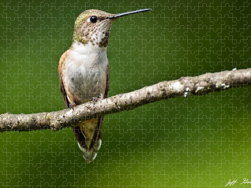 Adult Jigsaw Puzzle featuring the photograph Female Rufous Hummingbird in a Tree by Jeff Goulden