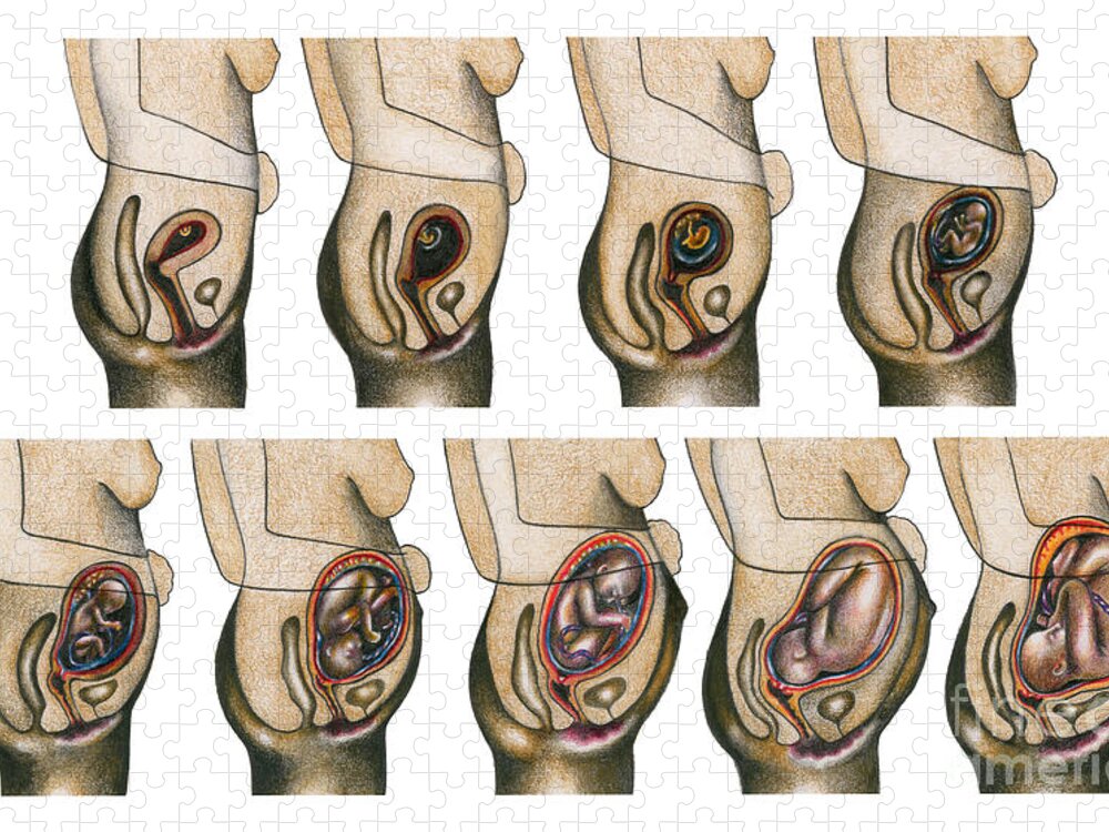 Art Jigsaw Puzzle featuring the photograph Fetal Development by Gwen Shockey