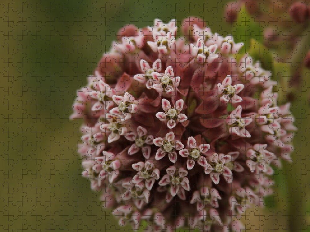 Pink & White Flower Ball Jigsaw Puzzle featuring the photograph Ff-21 by David Yocum