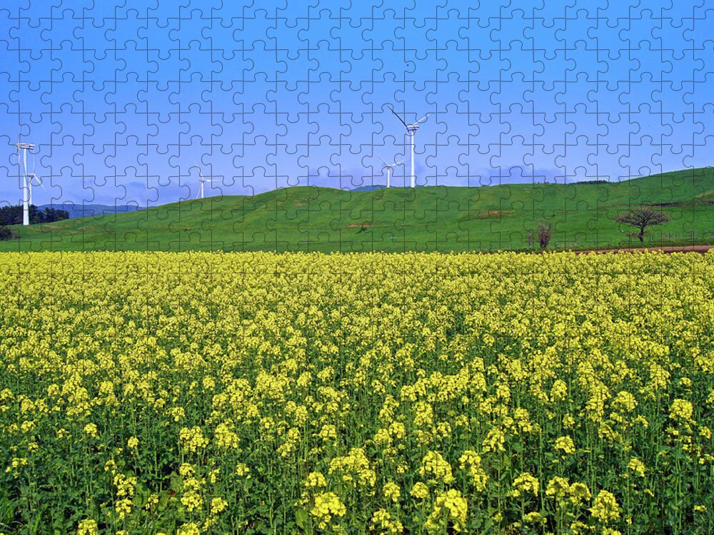 Broccoli Jigsaw Puzzle featuring the photograph Field Of Tenderstem Broccoli by The Landscape Of Regional Cities In Japan.