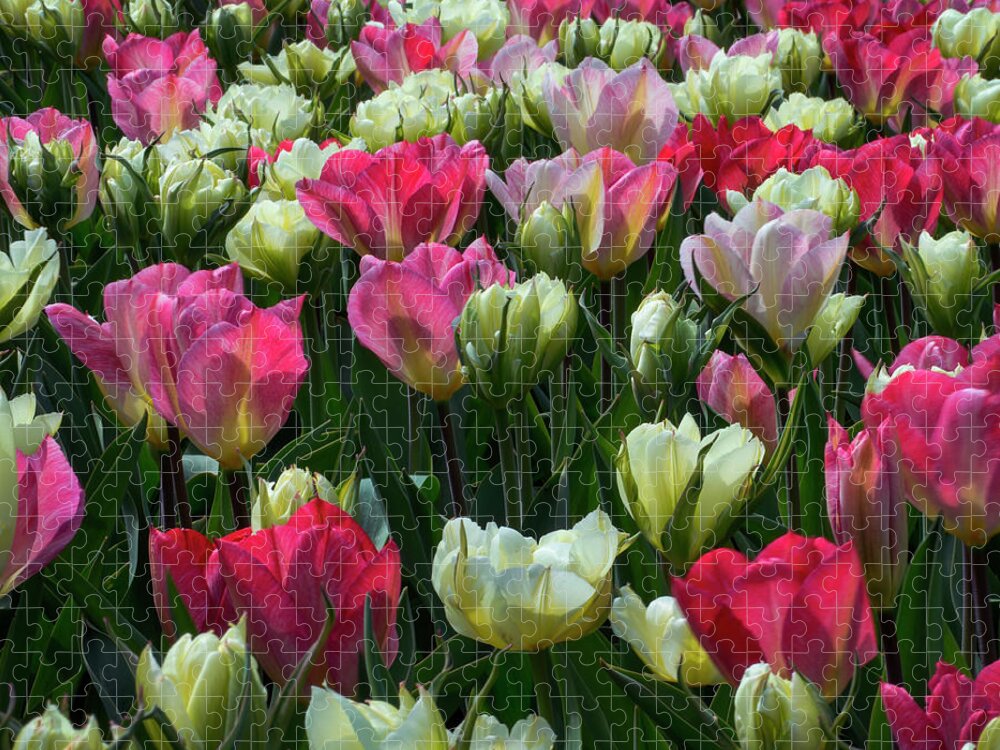 Tranquility Jigsaw Puzzle featuring the photograph Field Of Tulips Grow In Profusion by Elfi Kluck