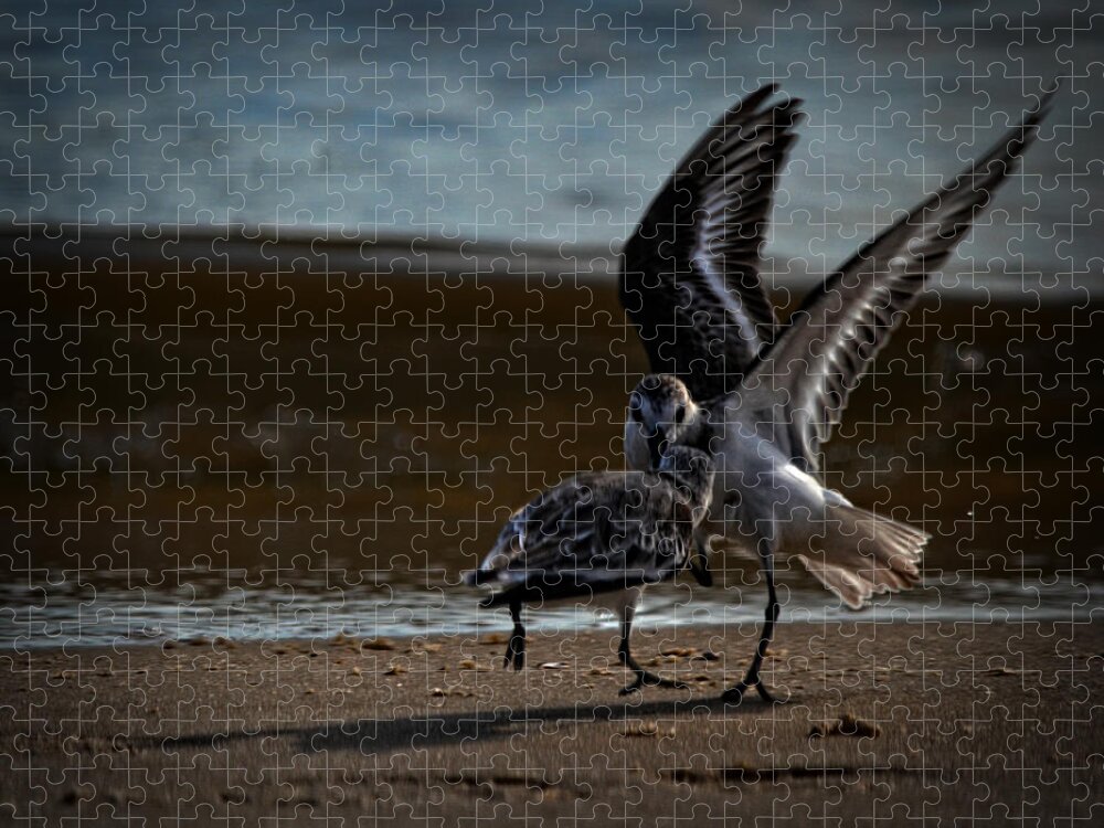 Bird Jigsaw Puzzle featuring the photograph Fighting Sandpipers by Maggy Marsh