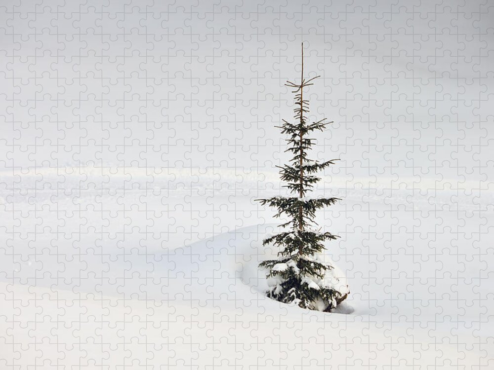 Fir Jigsaw Puzzle featuring the photograph Fir tree and lots of snow in winter Kleinwalsertal Austria by Matthias Hauser
