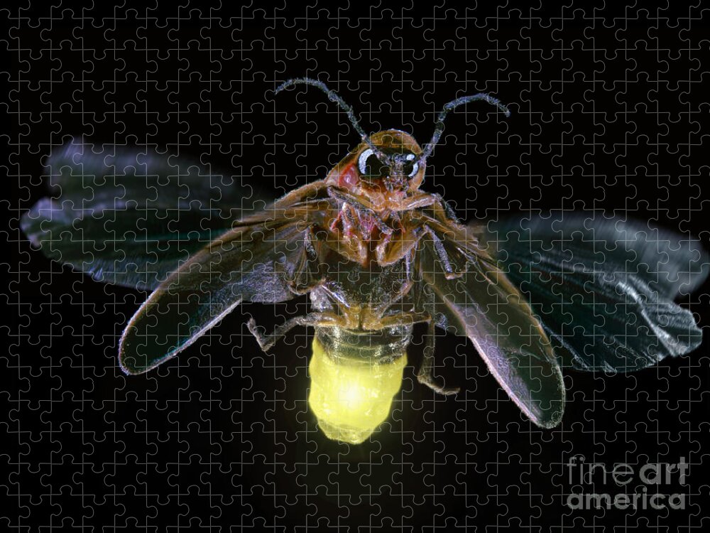 Horizontal Jigsaw Puzzle featuring the photograph Firefly by Darwin Dale