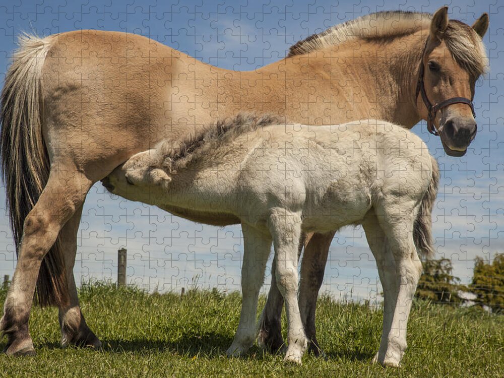 Feb0514 Jigsaw Puzzle featuring the photograph Fjord Horse Nursing Foal New Zealand by Colin Monteath