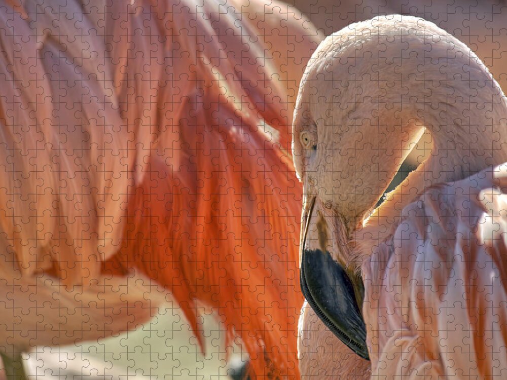 Pink Flamingo Jigsaw Puzzle featuring the photograph Flamboyant Pink Flamingo by Jason Politte