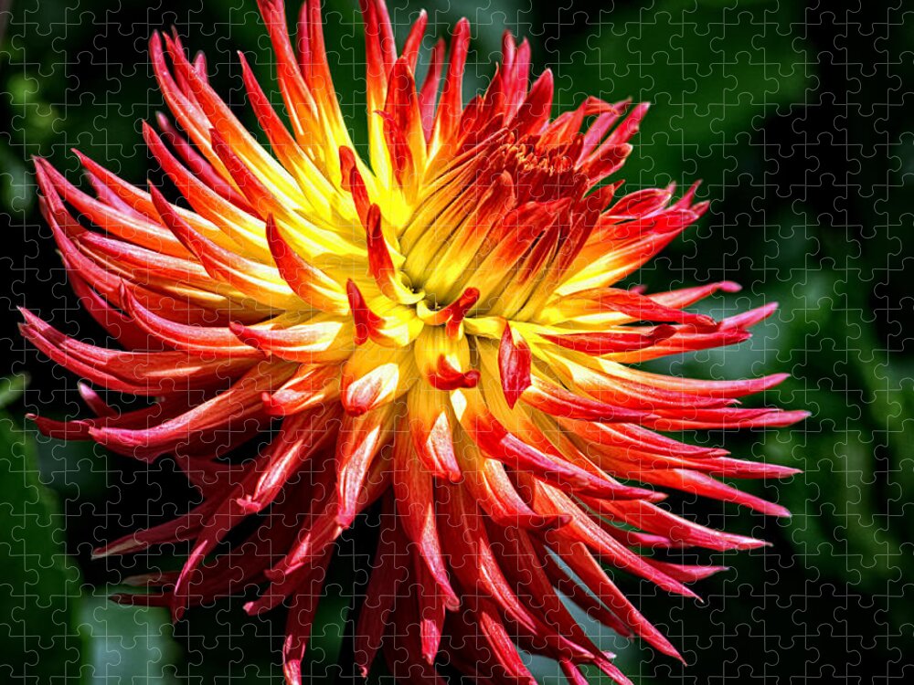 Yellow And Red Dahlia Jigsaw Puzzle featuring the photograph Flame Tips by Tikvah's Hope