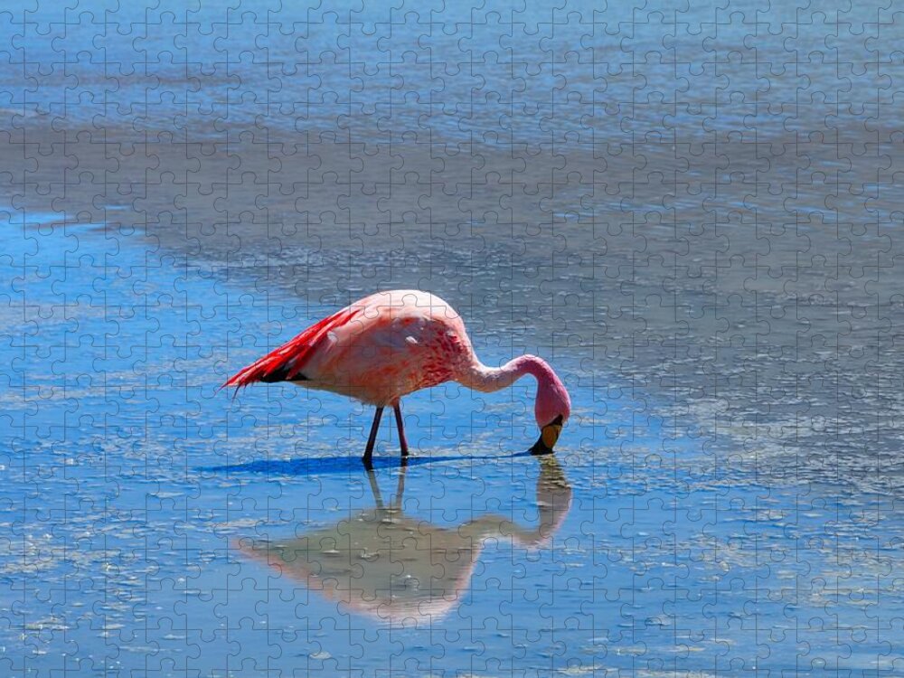 Bolivia Jigsaw Puzzle featuring the photograph Flamingo At Lake by Werner Büchel
