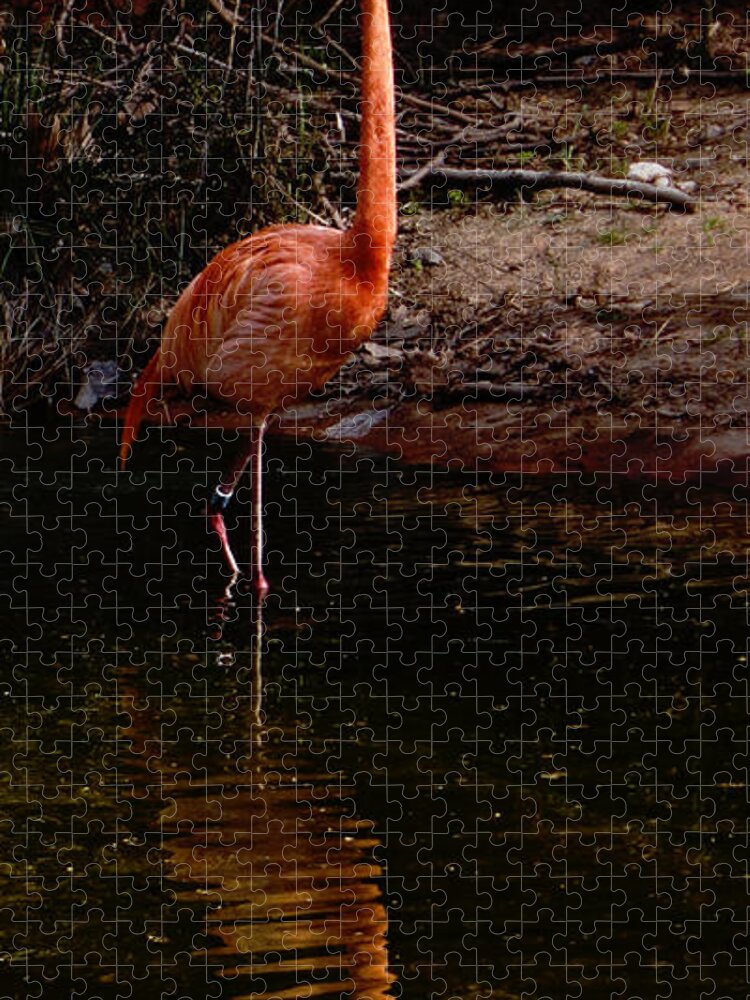Flamingo Jigsaw Puzzle featuring the photograph Flamingo at rest. by Weston Westmoreland