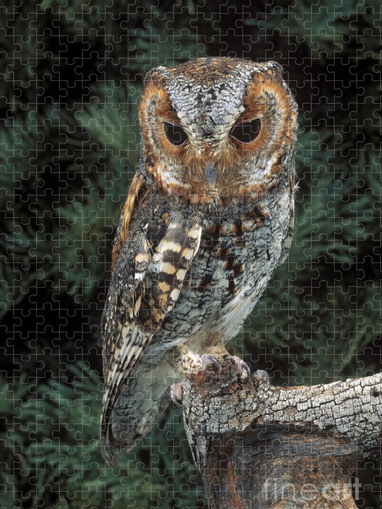 Animal Jigsaw Puzzle featuring the photograph Flammulated Owl by Anthony Mercieca