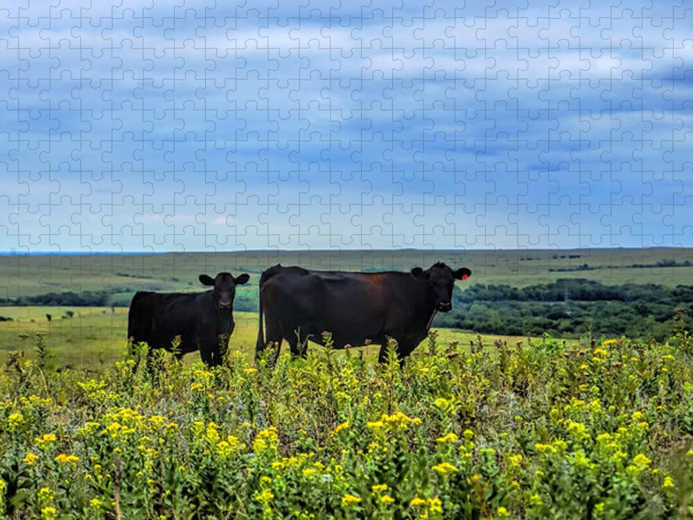 Cattle Jigsaw Puzzle featuring the photograph Flint Hills Cattle by Alan Hutchins