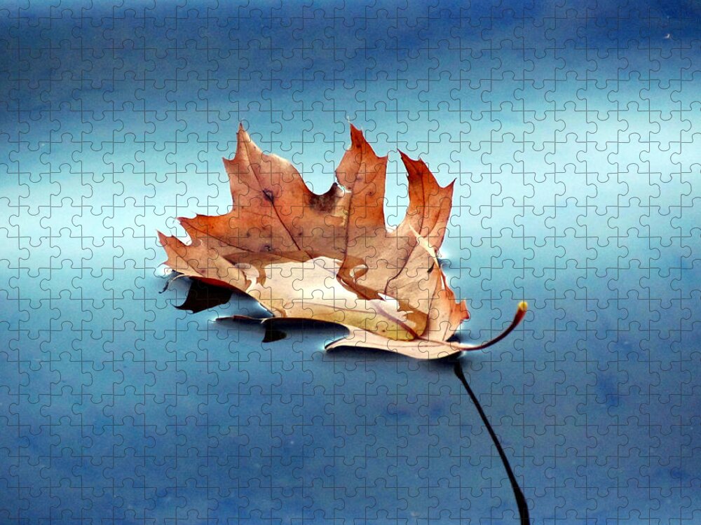 Leaf Jigsaw Puzzle featuring the photograph Floating Oak Leaf by David T Wilkinson