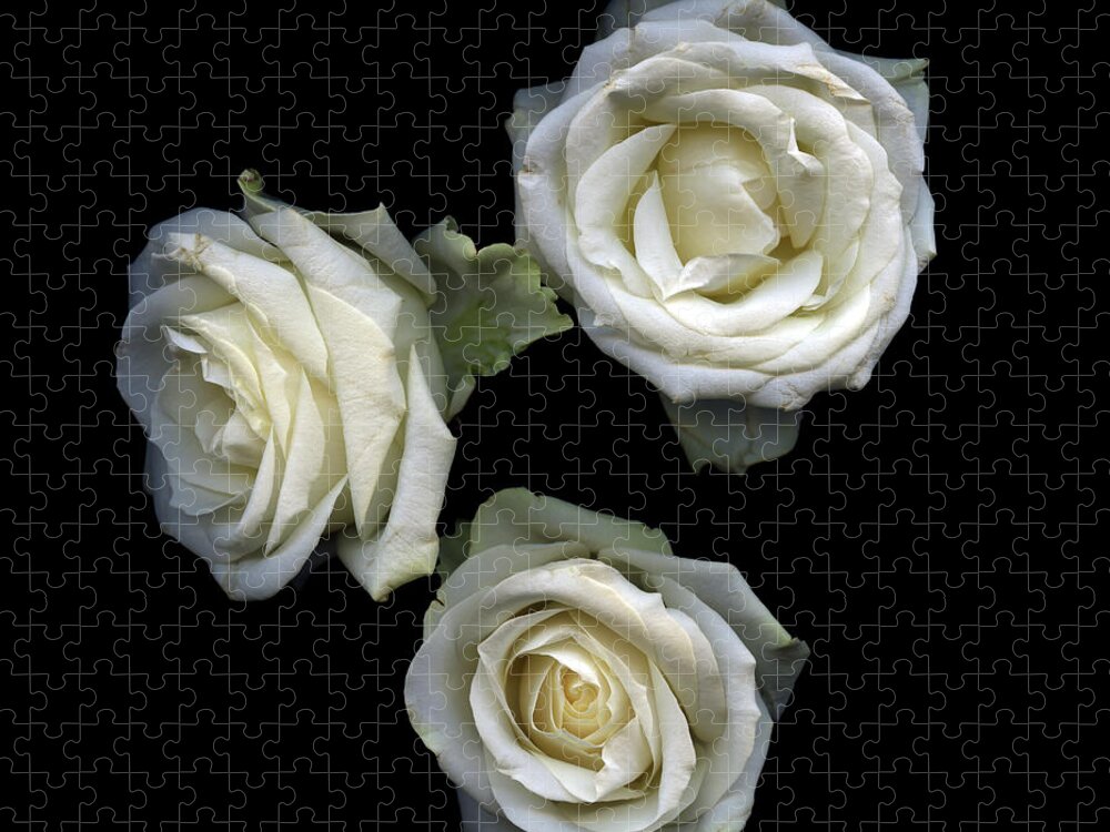 Black Background Jigsaw Puzzle featuring the photograph Floriography...white Roses by Photograph By Magda Indigo