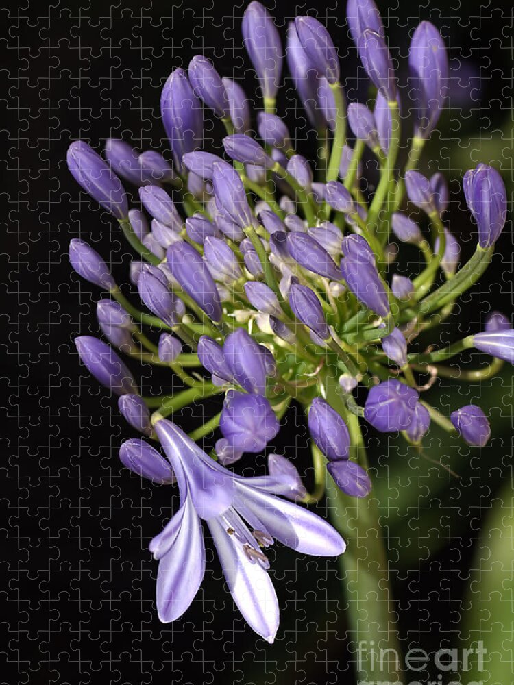 Lily Of The Nile Jigsaw Puzzle featuring the photograph Flower Agapanthus Blue Buds One Flower by Joy Watson
