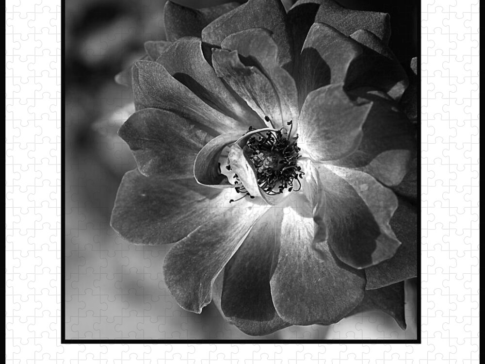 Flower Jigsaw Puzzle featuring the photograph Flower-black And White Rose by Joy Watson