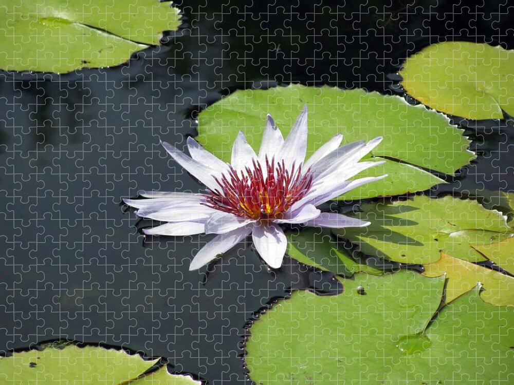 Flower Jigsaw Puzzle featuring the photograph Flower Garden 60 by Pamela Critchlow