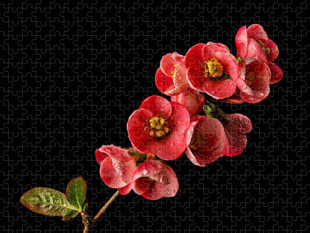 Quince Jigsaw Puzzle featuring the photograph Flowering Quince by Mary Jo Allen