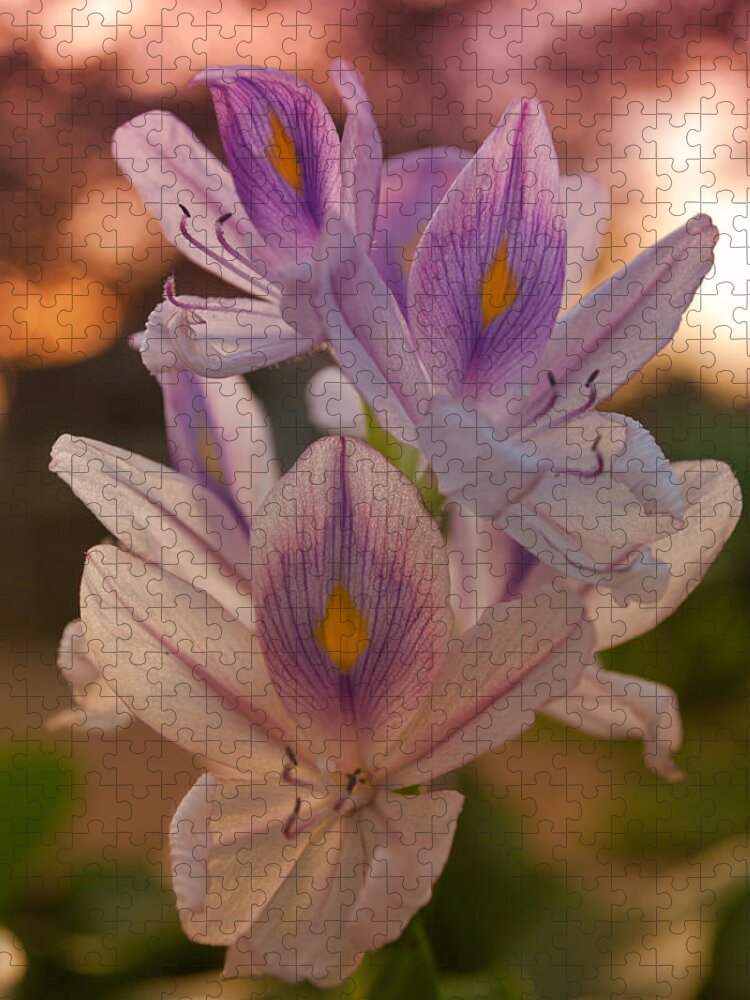 Winterpacht Jigsaw Puzzle featuring the photograph Flowers in Indonesia by Miguel Winterpacht