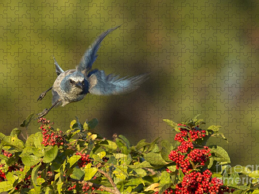 Florida Scrub Jay Jigsaw Puzzle featuring the photograph Flying Florida Scrub Jay Photo by Meg Rousher
