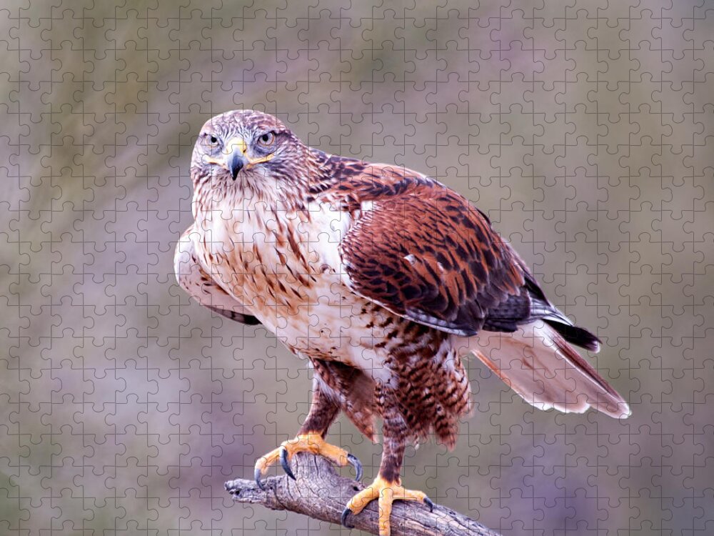 ferruginous Hawk Jigsaw Puzzle featuring the photograph Focus by Dan McManus