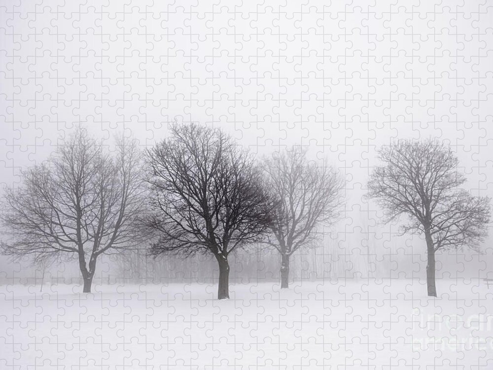 Trees Jigsaw Puzzle featuring the photograph Foggy park with winter trees by Elena Elisseeva