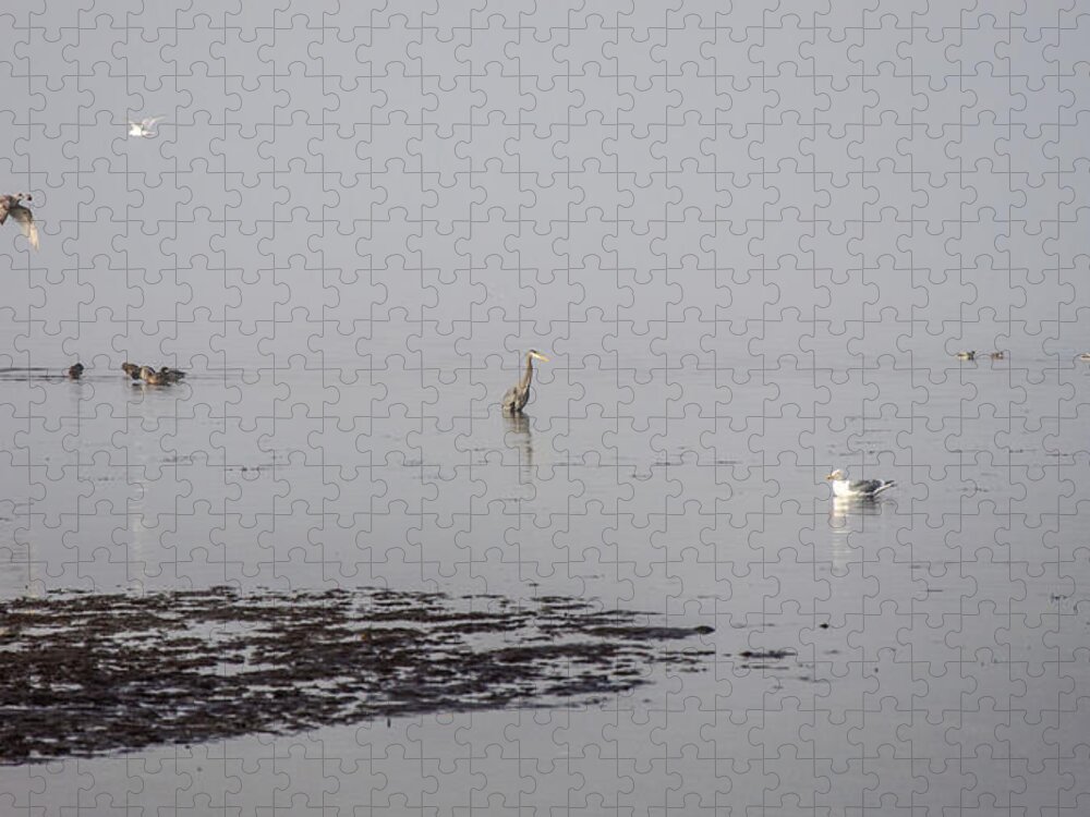 Fog Jigsaw Puzzle featuring the photograph Foggy Seabird Gathering by Roxy Hurtubise