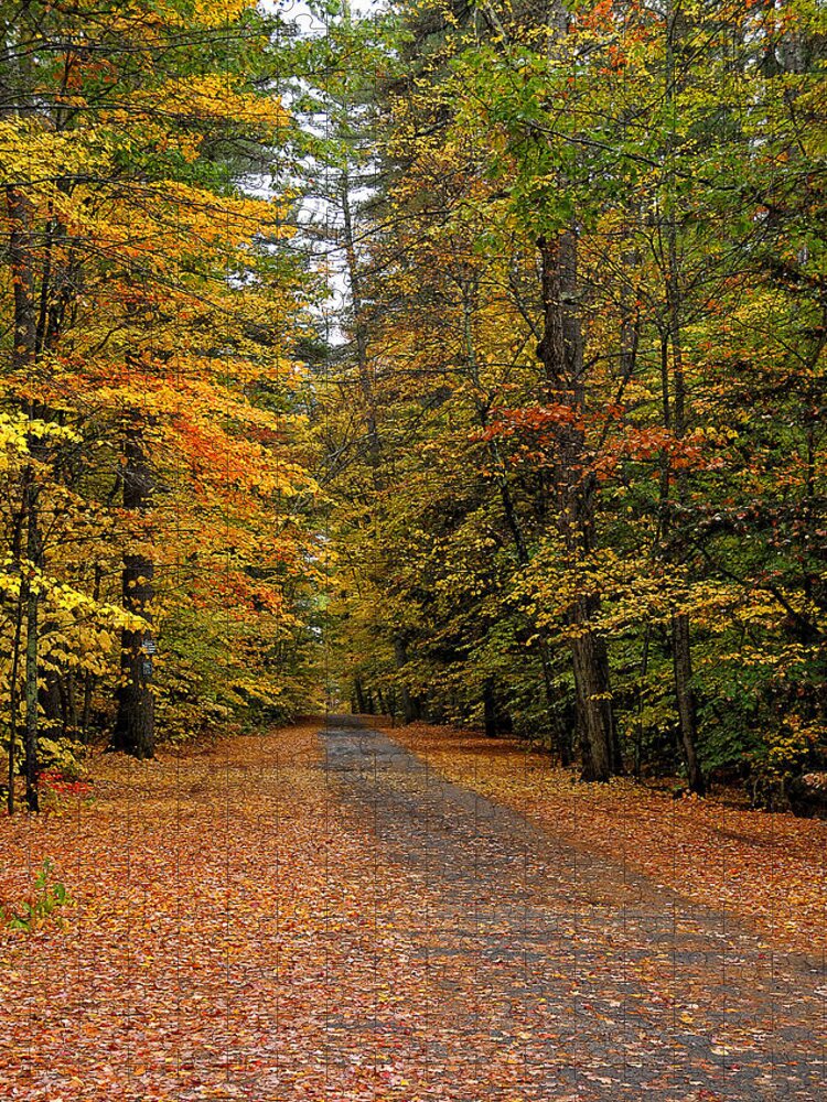 Fall Foliage Jigsaw Puzzle featuring the photograph Foliage Road by Liz Mackney