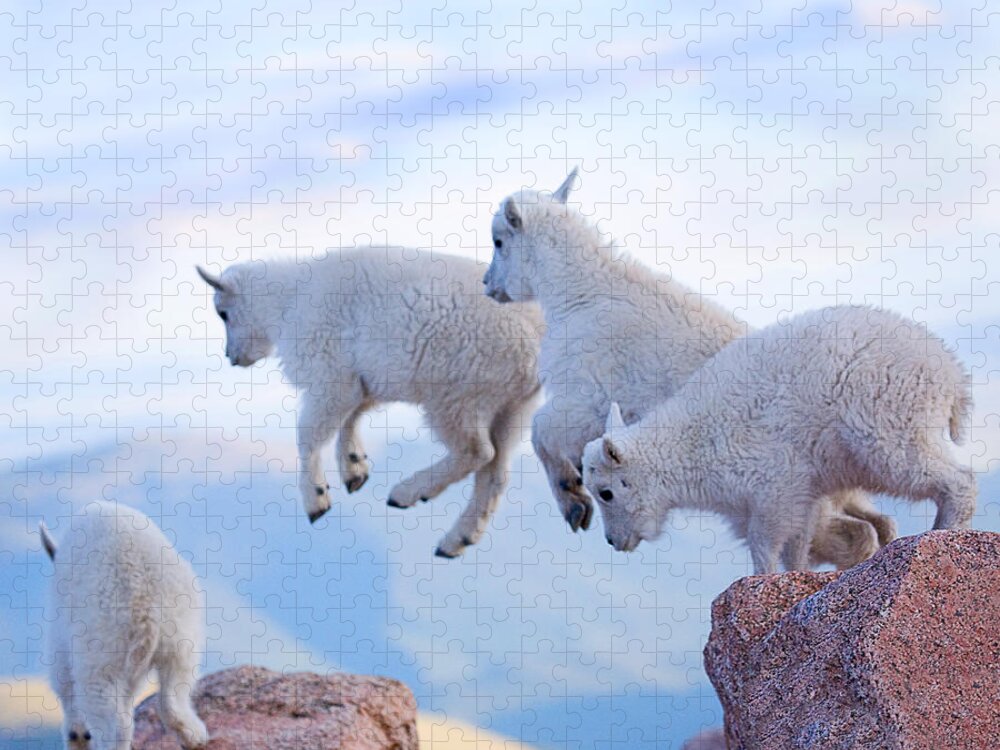 Mountain Goats; Posing; Group Photo; Baby Goat; Nature; Colorado; Crowd; Baby Goat; Mountain Goat Baby; Happy; Joy; Nature; Brothers Jigsaw Puzzle featuring the photograph Follow the Leader by Jim Garrison