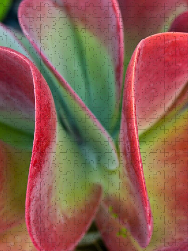 Flower Jigsaw Puzzle featuring the photograph Curves by Jean-Pierre Ducondi