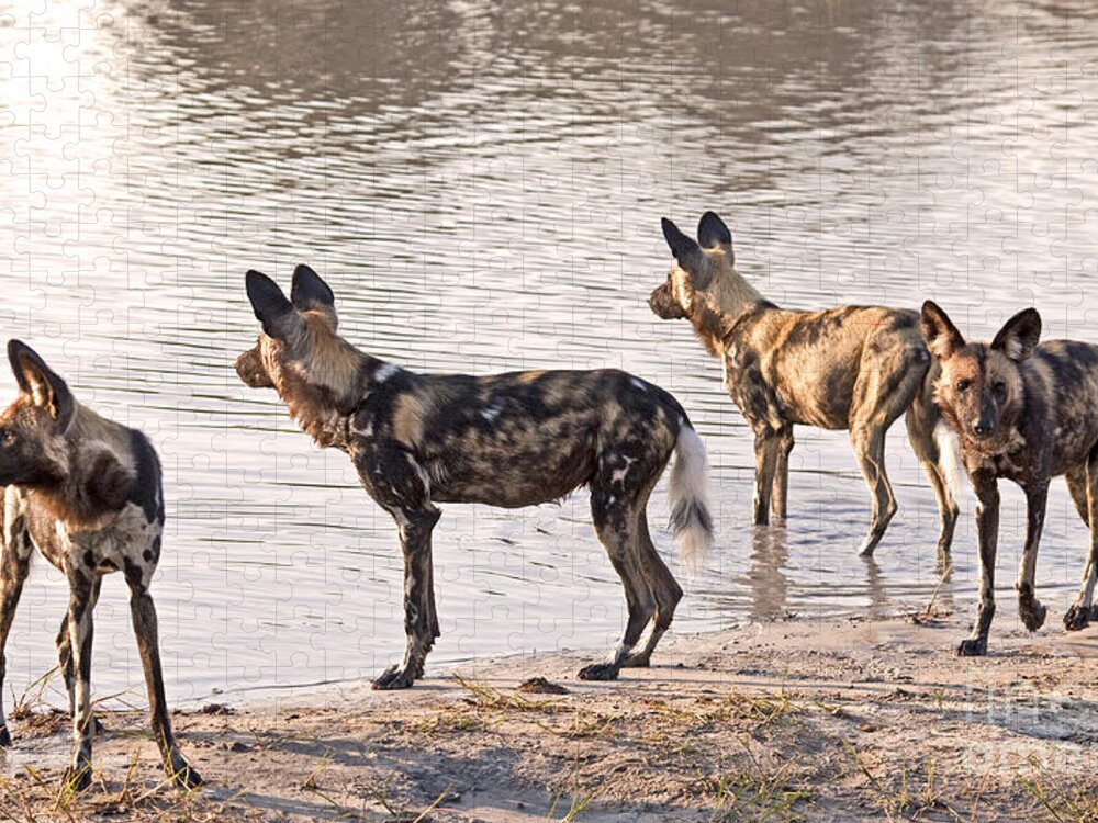 Carnivore Jigsaw Puzzle featuring the photograph Four alert African Wild Dogs by Liz Leyden