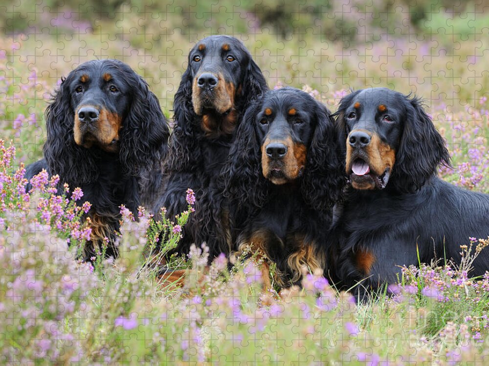 Dog Jigsaw Puzzle featuring the photograph Four Gordon Setters by John Daniels