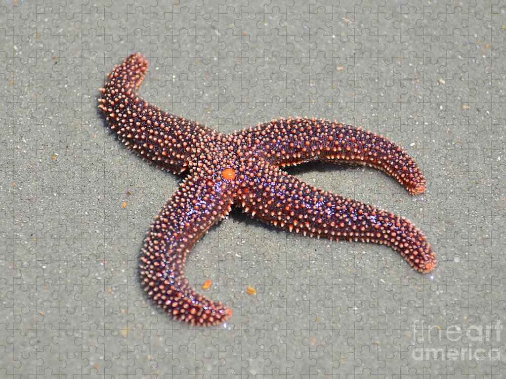 Starfish Jigsaw Puzzle featuring the photograph Four Legged Starfish by Kathy Baccari