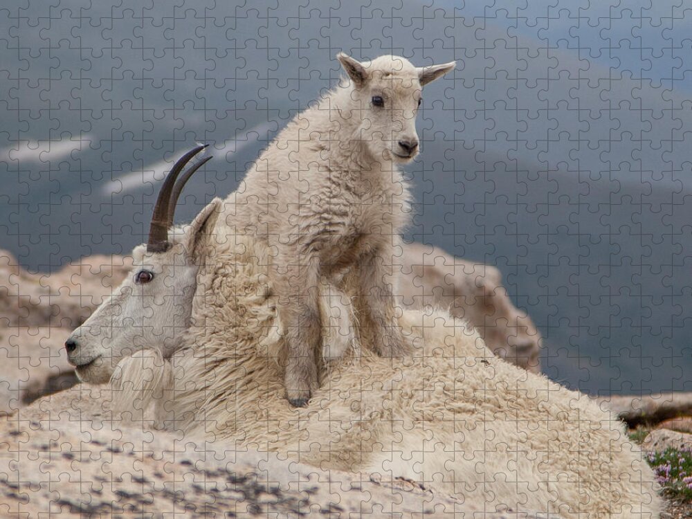 Goat Jigsaw Puzzle featuring the photograph Fourteen Thousand One by Kevin Dietrich